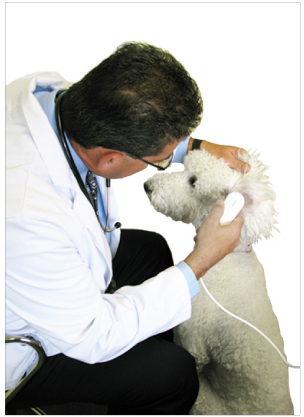A vet inspecting a canine's ear with the BioCam2.0  video otoscope for the veterinary industry.